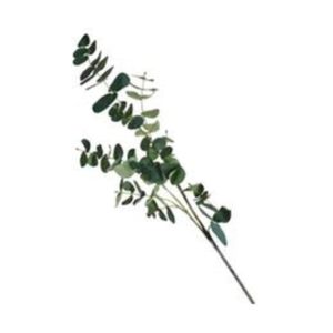 EUCALIPTO ART. 88 CM